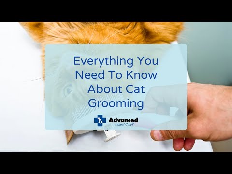 Everything You Need To Know About Cat Grooming