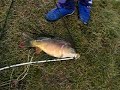 Karp 2,6kg na maniane Karp 2,6kg na maniane