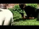 Schaakmat de film, eerste vrijgegeven scene!
