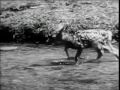 Vintage National Wildlife Week PSAs - Walt Disney