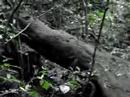 coati in costa rica