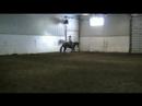 horse Whata View