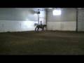 horse Whata View