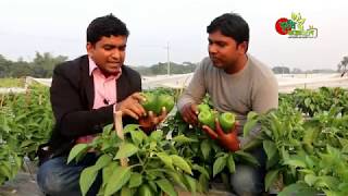 ক্যাপসিকাম(Capsicum)-৩৩...