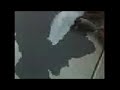 culeros con los animales gato vs pajaro culeros con los animales gato vs pajaro