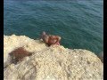 Cliff Jump