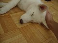 Sleeeeeeeeeepyyy HUSKY :DD :DD :DD