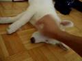 Sleeeeeeeeeepyyy HUSKY :DD :DD :DD