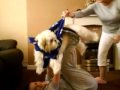 Shih Tzu The Super Dog