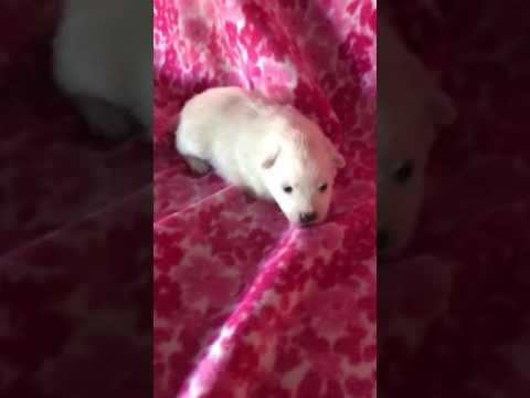 Lil Missy Min American Eskimo