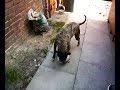 my 6 year old pitt chewin up the ball, in salford uk