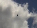 2007 rhode island ang open house   f 22 raptor demonstration