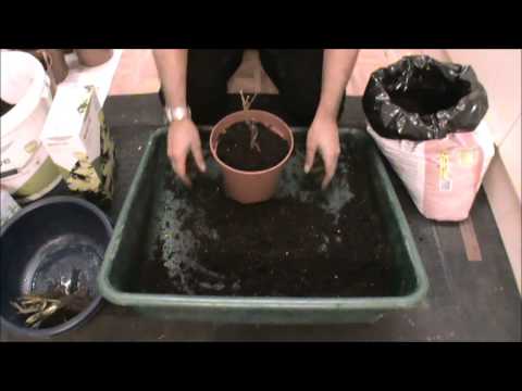 how to transplant currant bushes