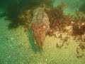 PLONGEE ETRETAT RENCONTRE AVEC UNE SEICHE