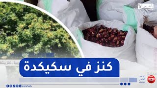 سكيكدة : الكستناء في جبال الجهة الغربية .. كنز ينتظر التثمين