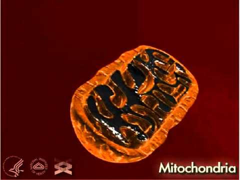 Mitochondria 3-D