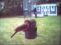 Birds and Squirrels