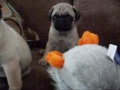 PUGS FAWN AKC MALES (SOLD) OTHERS AVAILABLE PUGS FAWN AKC MALES (SOLD) OTHERS AVAILABLE