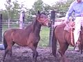 Rooster being Ponied for the first time.