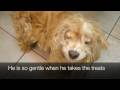 In Loving Memory of Peanut 6-11-08