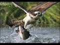 bird of prey bird of prey