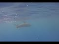 Spinner dolphins with a new born calf Spinner dolphins with a new born calf