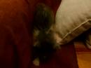 mish�