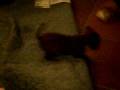 videos de Dogbook Movie: watchin angie clean up after me...