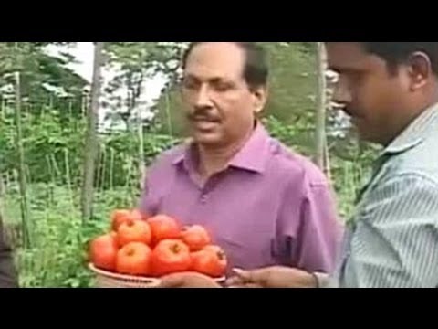 how to get more yield from tomato plants