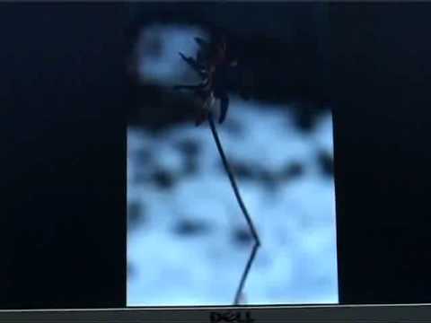 Exprimare artistica