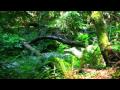 Muir Woods JVC HD7 Muir Woods JVC HD7