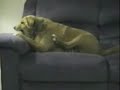 dog fighting bone dog fighting bone