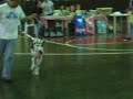 My Great Dane Cookie
