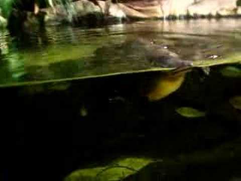 Platypus at the aquarium
