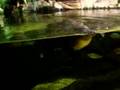 Platypus at the aquarium