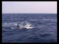 Dolphins attacks a pilot whale-Delfines atacan a calder
