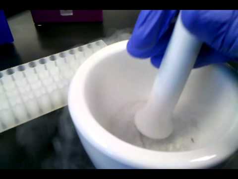 how to isolate rna from tissue