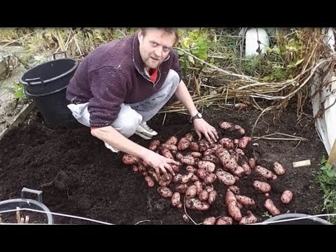 how to grow 100 lbs of potatoes