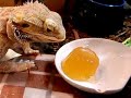 Pogona vitticeps eats jelly.