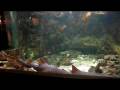 Aquarium Pap