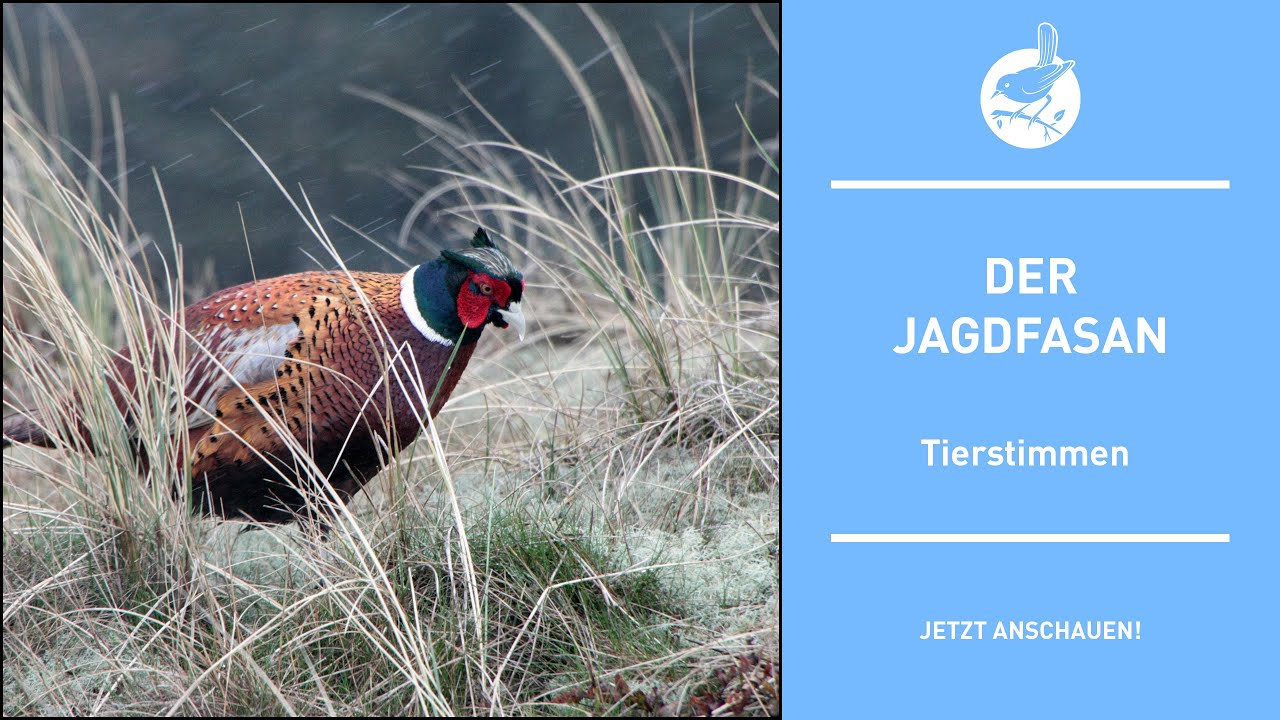 Vogelstimmen: Der Jagdfasan - Hunting pheasant - Phasanicus colchicus (4k)
