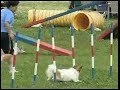 Papillon 20070701 Agility
