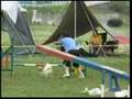 Papillon 20070701 Agility