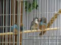 gouldian finches cordon blues societies shafttails