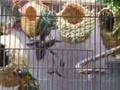 gouldian finches cordon blues societies shafttails
