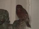 christmas miracle bird