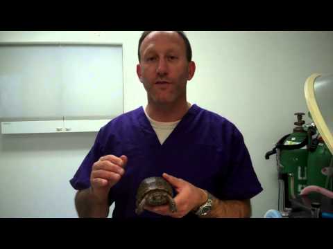 how to cure mbd in turtles