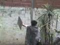 videos de pelea espartana