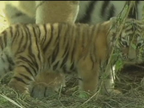 SIBERIAN TIGER
