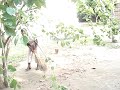 Vassoura de Moçambique Vassoura de Moçambique